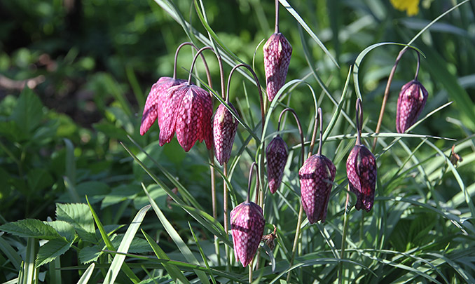  vibeæg i blomst.