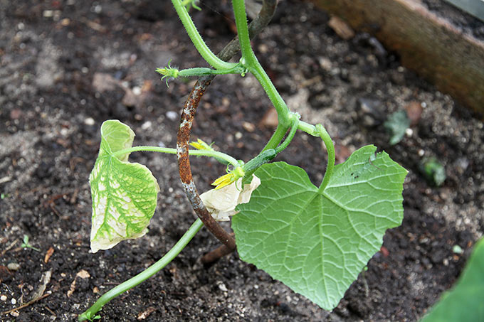 Planten får lov til at udvikle de små agurker direkte på stammen