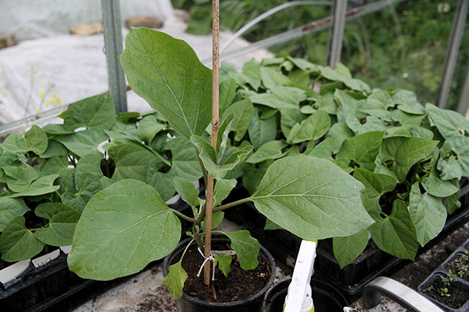 Aubergineplante i rivende vækst i ny gødet jord.