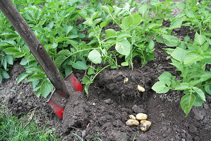 Kartofler under planten