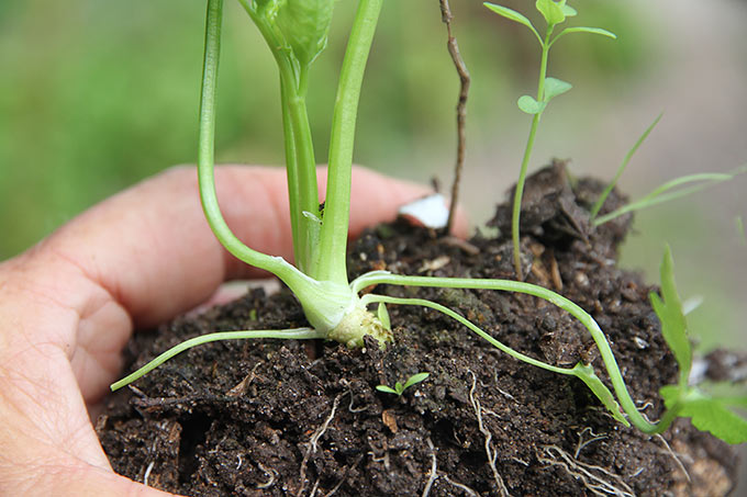 Perfekt plante med rette dybde i forhold til jordoverflade.