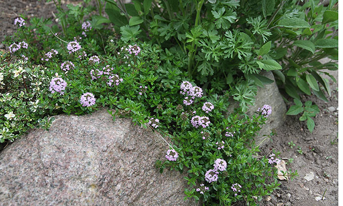 Oreganotimian i blomst - de dufter og smager virkelig af oregano.