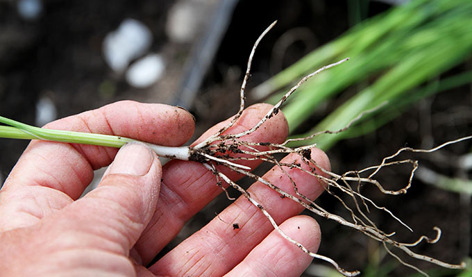 Udplantning af porrer – Karnas køkkenhave