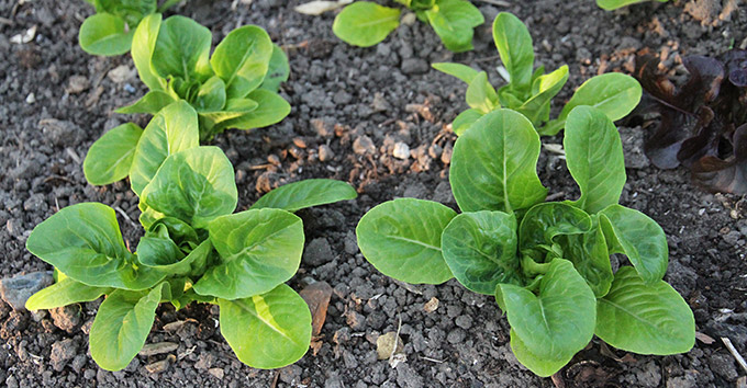Det ser bedre ud i salatbedet med de tidligt udplantede Little Gem salatplanter.