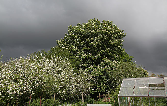 Overskyet vejr og blomstrende frugttræer.