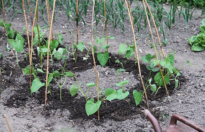 Stangbønnerne plantes ud med to planter for hver bambus.