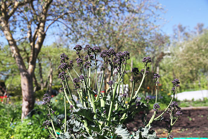 Vinterbroccoli til frokost.