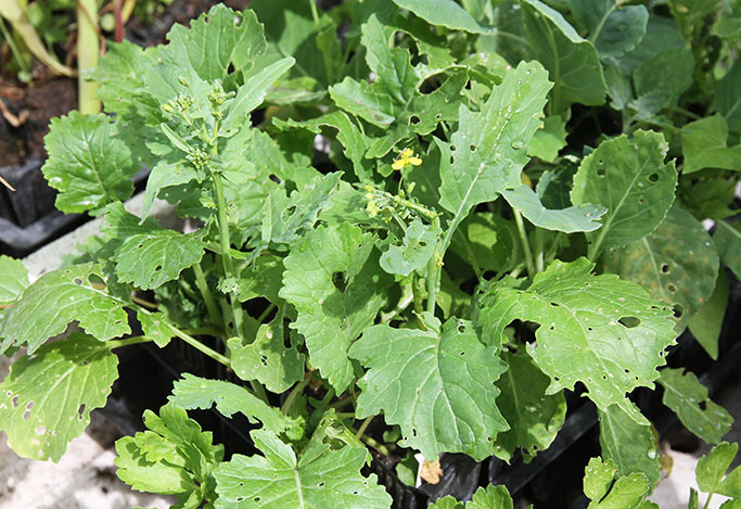 Er der her broccoliplanter?