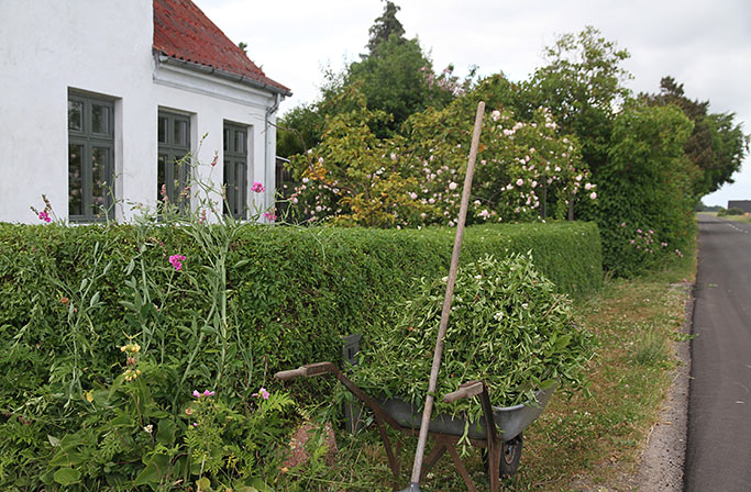 Trillebør med hækaffald.