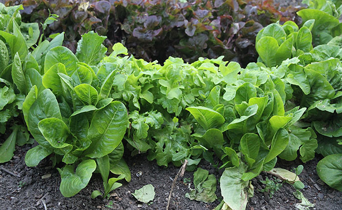 forrest nyvækst fra høstede salatplanter, bagved yngre salat, som er sået.