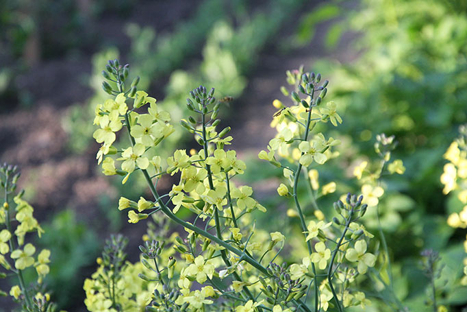 Vinterbroccoli i blomst.