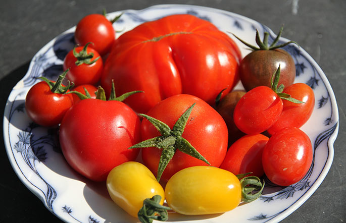 De seks tomatsorter, som jeg dyrker i år.