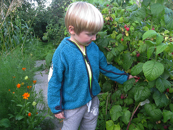 Lige inden sengetid går vi en haverundtur og spiser en masse hindbær