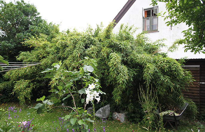 Bambus hæk plantet på nordsiden af huset.