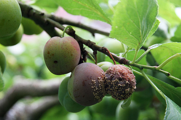 Ærgerligt nok de store blommer ødelægges af gul monilia, og de smitter naboblommerne.