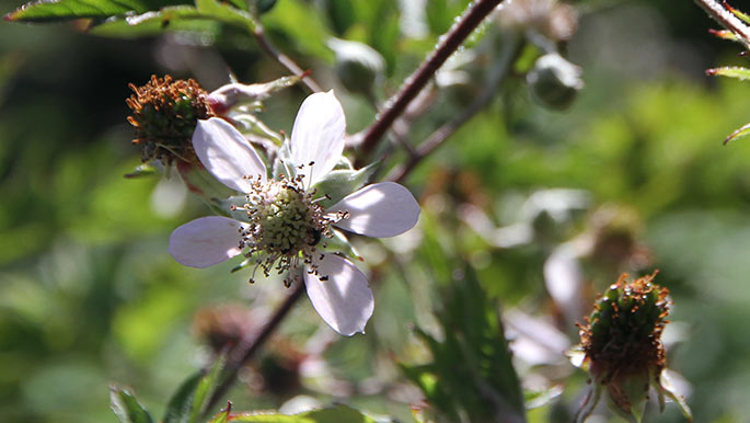 Brombær blomster