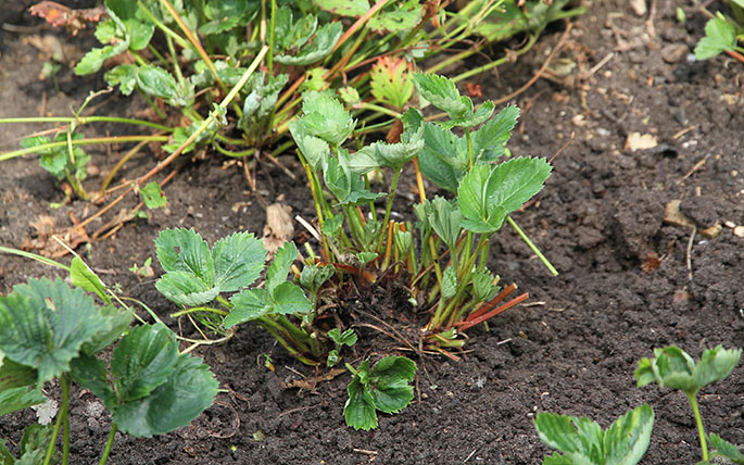 Jordbærplanten er nu strippet for gamle blade og bærstilke. Og der er allerede nye blade på vej.