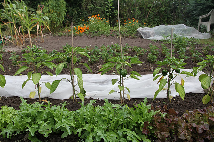 Salat, peberfrugter og fiberdug over spirende planter.