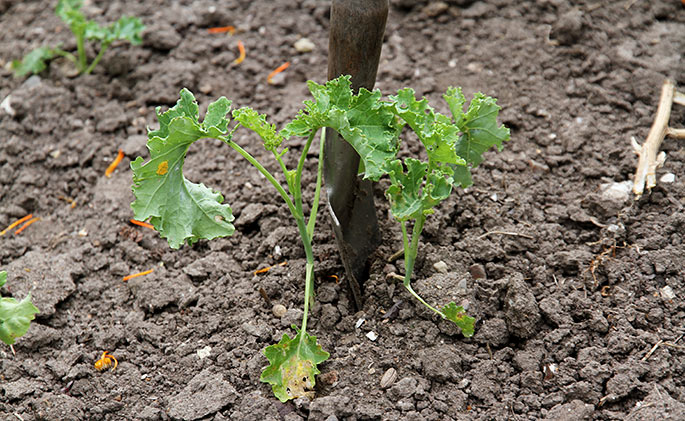 Jeg deler ned midt mellem de to planter, så begge planter får mest mulig rodsystem.