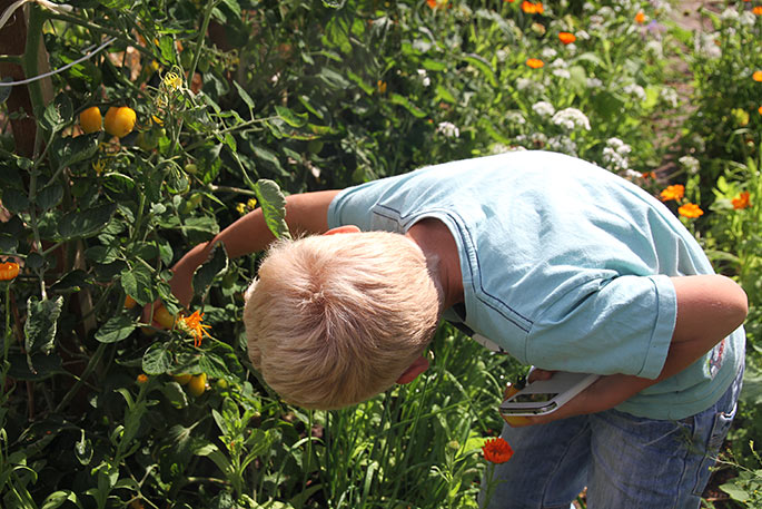 Magnus plukker tomater i mormors have