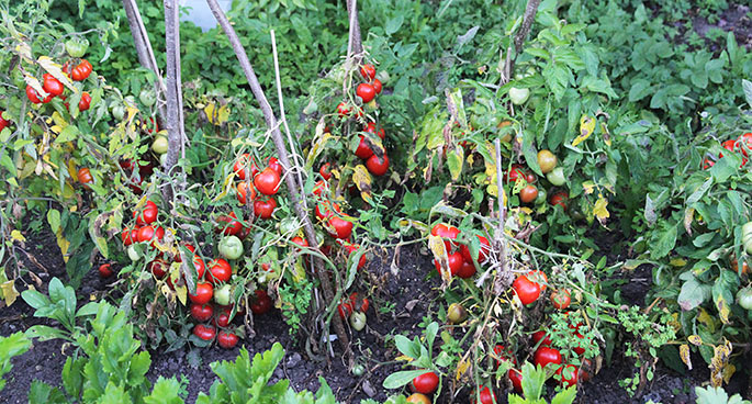 Tomatplanterne havde gule blade og desuden kartoffelskimmel på mange blade.