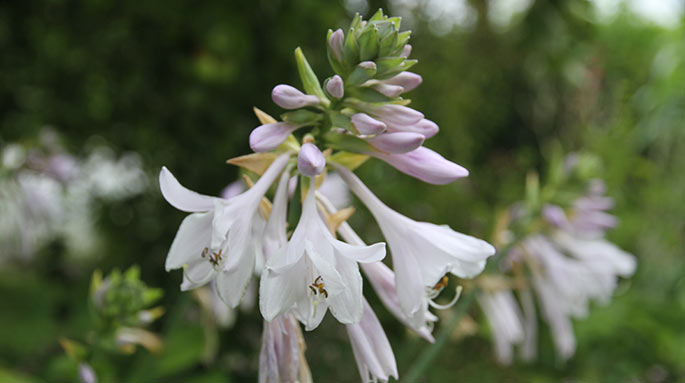 Blomstrende hosta.