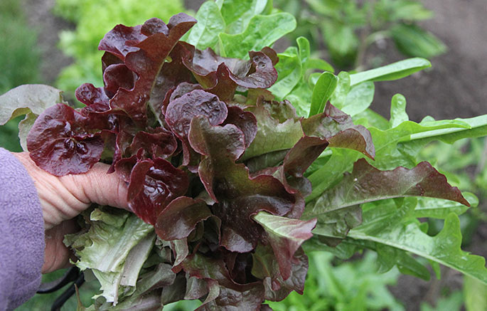 Sådan en håndfuld salat koster let 10-15 kroner at købe, og så er den ikke fristplukket og sprød.