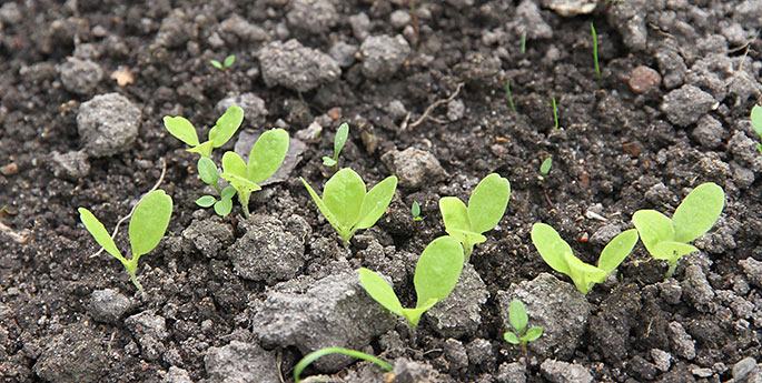 Flere kimplanter af salat på vej til at give salatblade sidst på efteråret.