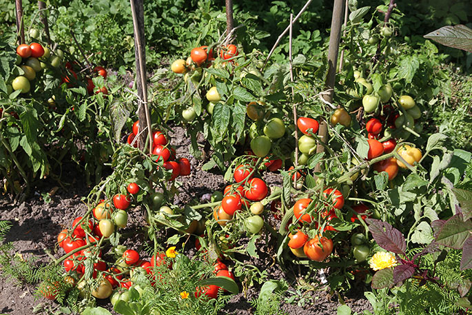 Stort tomatudbytte