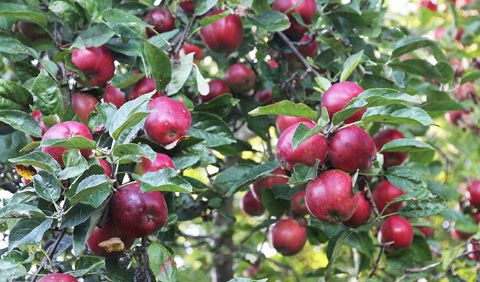 Summerred .er et godt tidligt spiseæble