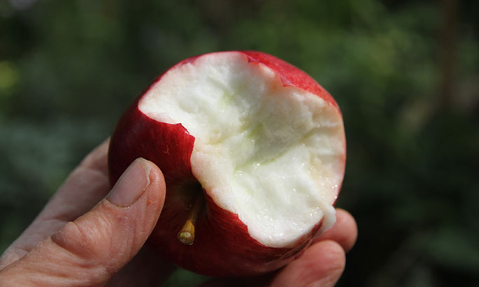 Summerred er et fint spiseæble, saftigt, sødt og sprødt