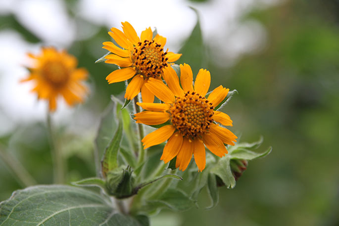 Nærbillede af Yakon blomsterne.