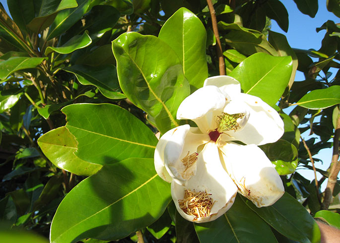 En sidste blomst i den store frodige magnolia.