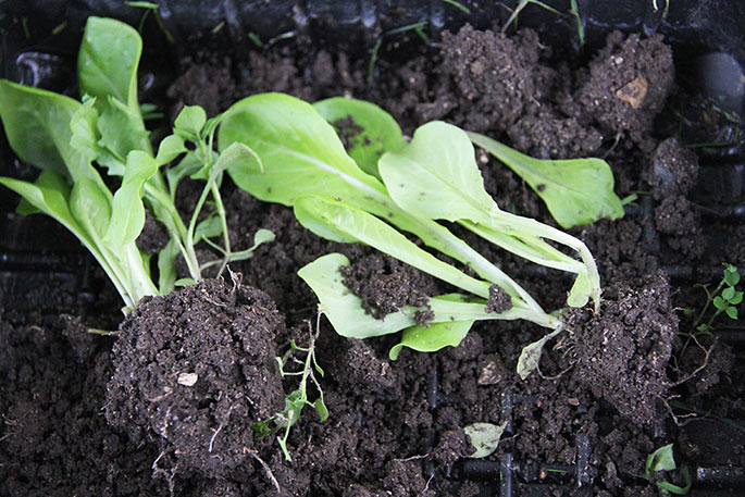 Salat udplantningsplanter.