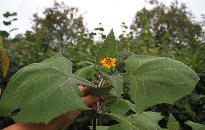 Yakonplanten har store flotte blade og nu også orange blomster i topen.