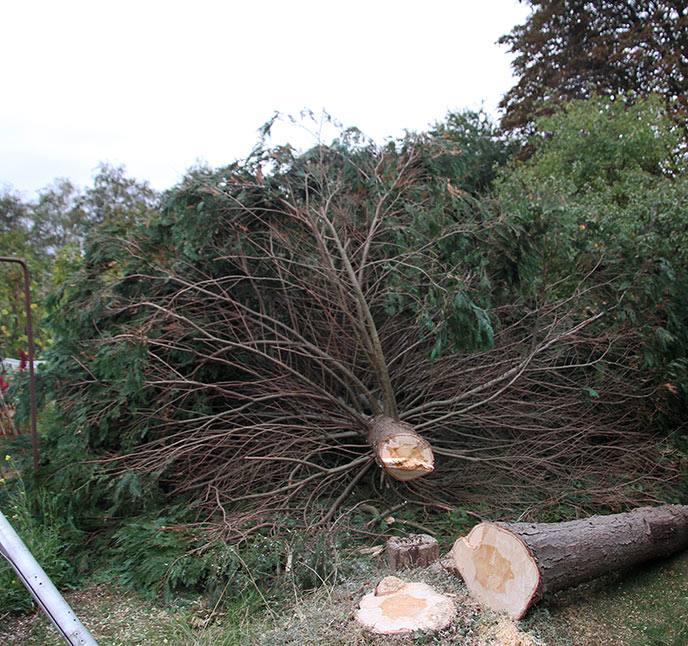 Thuja har mange grene.