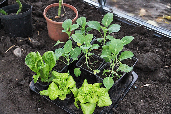 Det bedste er de spidskålplanter, som jeg har plantet i potter, da jeg udplantede på friland. Salatplanterne er gravet op ude i haven.