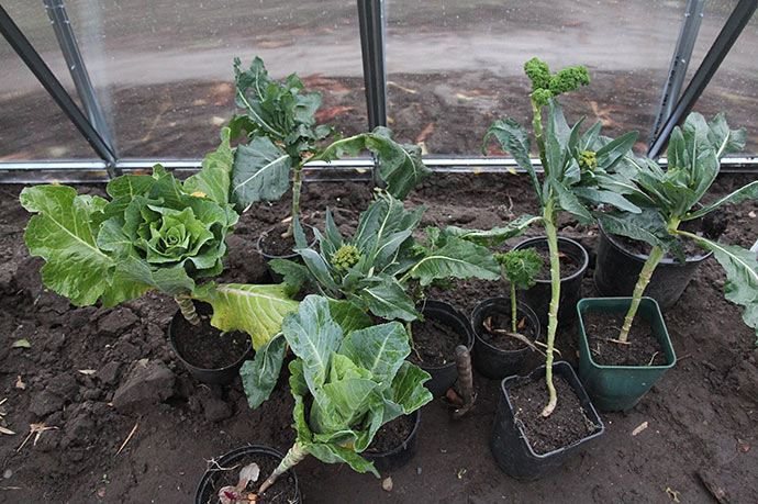 Opgravede grønkål, spidskål og romanesco, som bliver sat ned i jorden snarest.