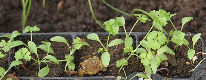 Persilleplanter 10. november.