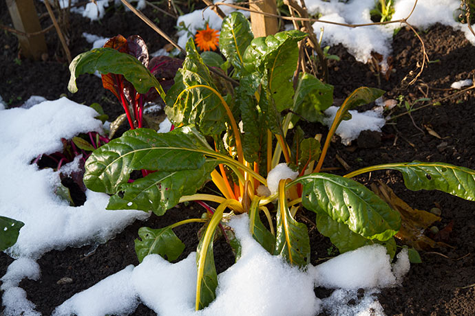 Bladbederne klarer let frost og sne.