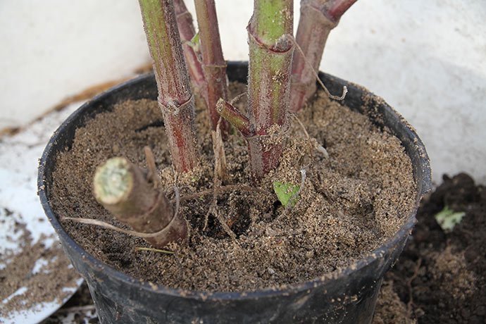 Min yacon plante blev i dag plantet over i let fugtigt sand, så den ikke rådner i vinterens løb.