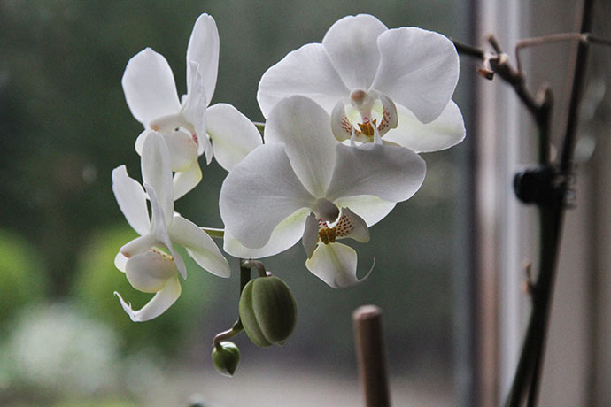 Blomsterne må blive en af mine orkideer, som blomstrer flittigt her om vinteren. 