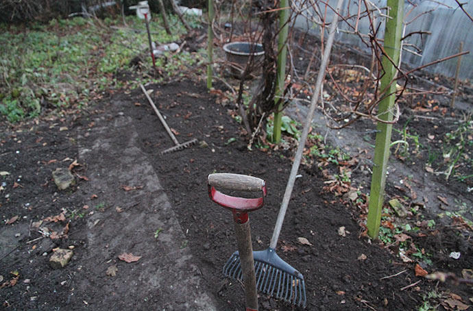 Skvalderkål ryddes under vinespalier.