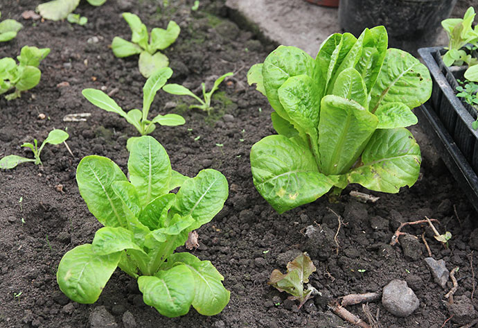 Et par store Little Gem salatplanter, som er prøve på, om jeg næste år skal satse på at have så store planter i drivtunnelen.