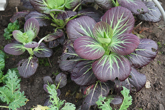 Flotte pak choi i drivtunnelen. Lige nu begynder de at sætte gang i en blomsterstilk.