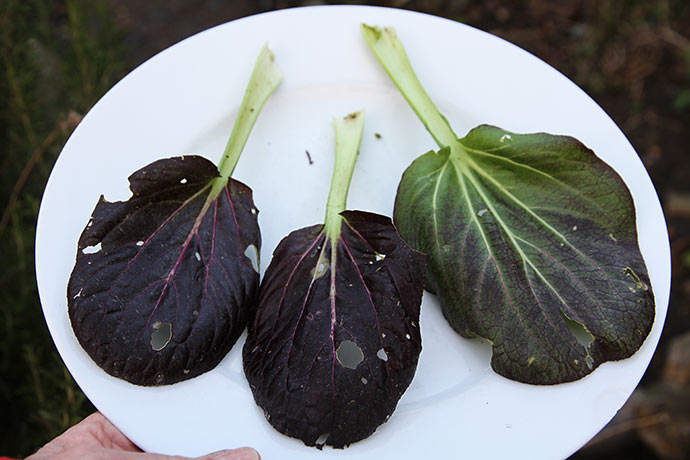 Pak choi bladene på friland har huller i bladene .