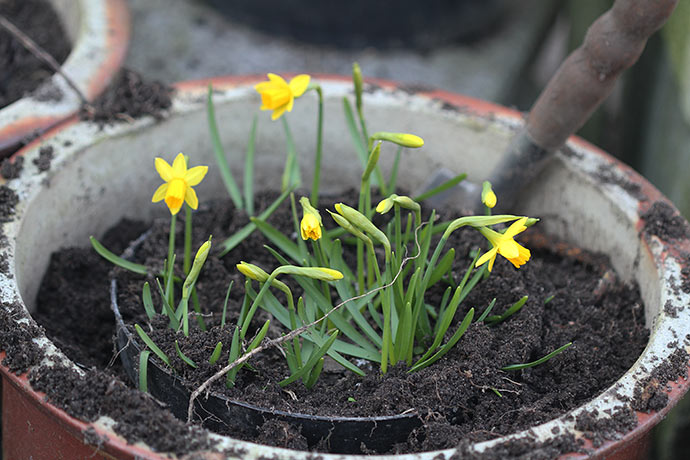 Om 14 dage regner jeg med at kunne plante minipåskeliljer i begyndende blomst ud i krukker.