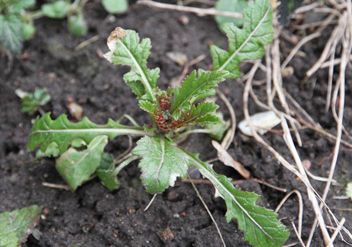 Selvsået rucola wasabi.