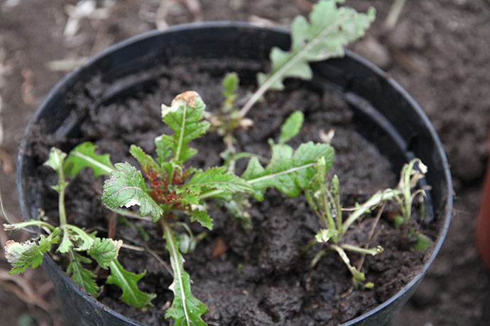 Potte med de få planter af rucola wasabi.