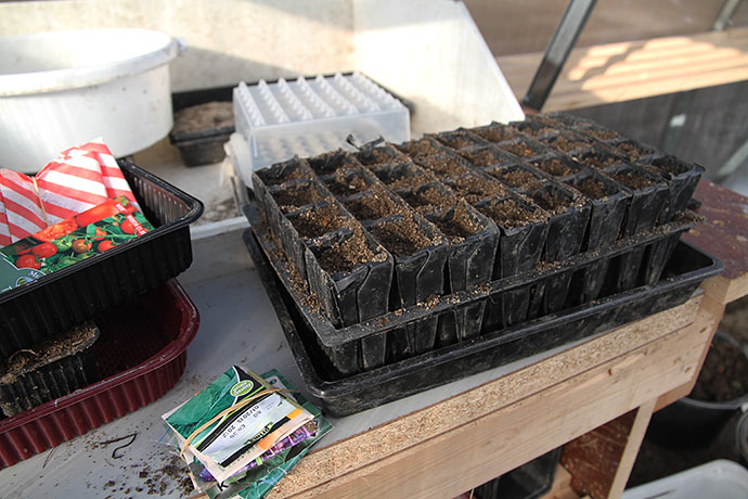 Rootrainer er fyldt med jord til at spidskål i.